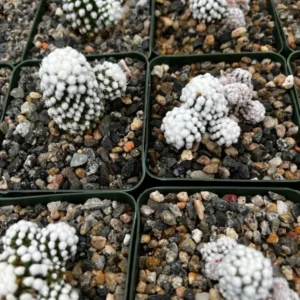 White Snowcap Cactus Mammillaria Gracilis Rare Cactus 2in Pot