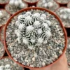 White Snowcap Cactus Mammillaria Gracilis Rare Cactus 2in Pot