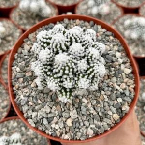 White Snowcap Cactus Mammillaria Gracilis Rare Cactus 2in Pot