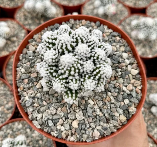 White Snowcap Cactus Mammillaria Gracilis Rare Cactus 2in Pot