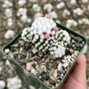 White Snowcap Cactus Mammillaria Gracilis Rare Cactus 2in Pot