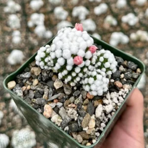 White Snowcap Cactus Mammillaria Gracilis Rare Cactus 2in Pot
