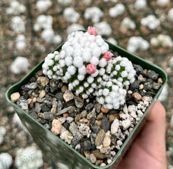 White Snowcap Cactus Mammillaria Gracilis Rare Cactus 2in Pot