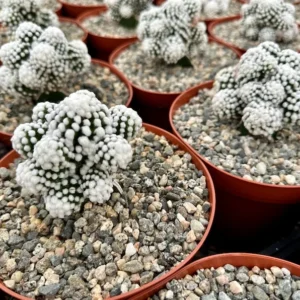 White Snowcap Cactus Mammillaria Gracilis Rare Cactus 2in Pot