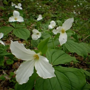 White Trillium 20 Bulbs - Bare Root Trillium grandiflorum - Spring Wildflowers