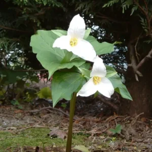 White Trillium 20 Bulbs - Bare Root Trillium grandiflorum - Spring Wildflowers
