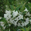 White Weigela Plant - 6-12 Inch Shrub - Quart Pot - Flowering Plant