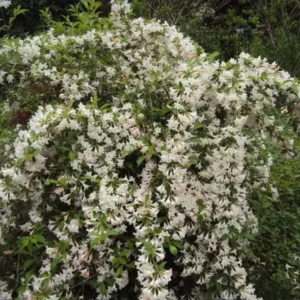 White Weigela Plant - 6-12 Inch Shrub - Quart Pot - Flowering Plant