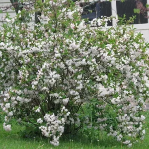 White Weigela Plant - 6-12 Inch Shrub - Quart Pot - Flowering Plant
