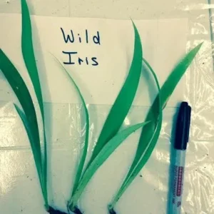 Wild Crested Iris Roots - 20 Roots - Perennial Flowering Plant