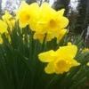 Wild Daffodil Bulbs 100 Pack - Lent Lily Buttercup - Spring Blooms