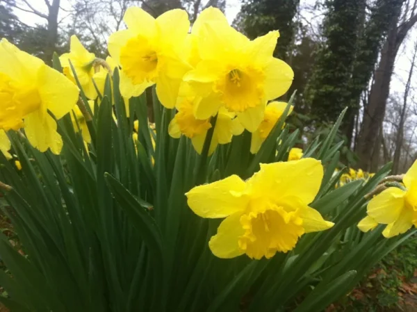 Wild Daffodil Bulbs 100 Pack - Lent Lily Buttercup - Spring Blooms