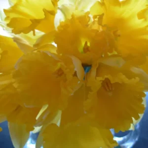 Wild Daffodil Bulbs 100 Pack - Lent Lily Buttercup - Spring Blooms