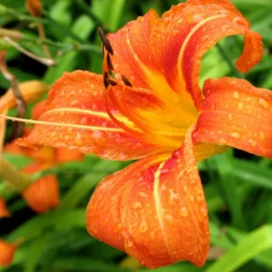 Wild Daylily Fans - 10 Root Systems - Orange Ditch Lily Perennial