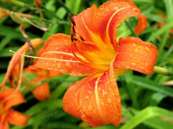 Wild Daylily Fans - 10 Root Systems - Orange Ditch Lily Perennial