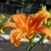 Wild Daylily Fans - 10 Root Systems - Orange Ditch Lily Perennial