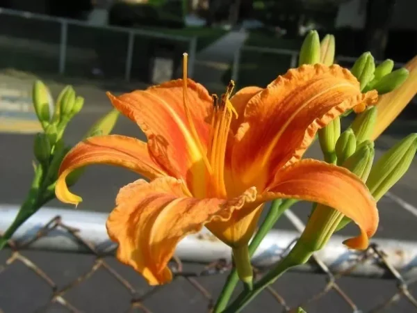 Wild Daylily Fans - 10 Root Systems - Orange Ditch Lily Perennial