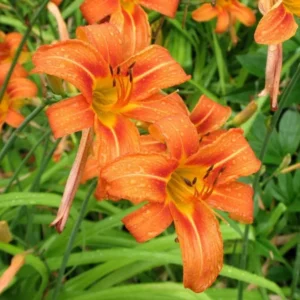 Wild Daylily Fans - 10 Root Systems - Orange Ditch Lily Perennial