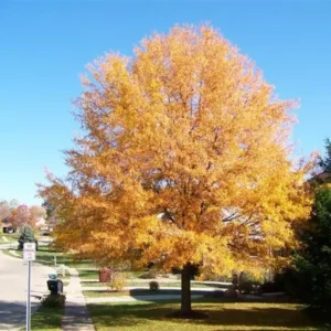Willow Oak Tree Plant - 6-12 Inch Size - Shade Tree - Qt Pot