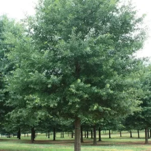 Willow Oak Tree Plant - 6-12 Inch Size - Shade Tree - Qt Pot