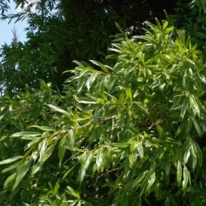 Willow Oak Tree Plant - 6-12 Inch Size - Shade Tree - Qt Pot