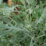 Wormwood Herb Plant - Artemisia Absinthium, 1 ft Tall in 6" Pot
