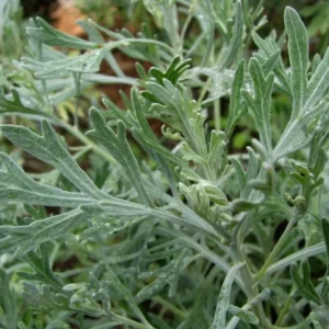 Wormwood Herb Plant - Artemisia Absinthium, 1 ft Tall in 6