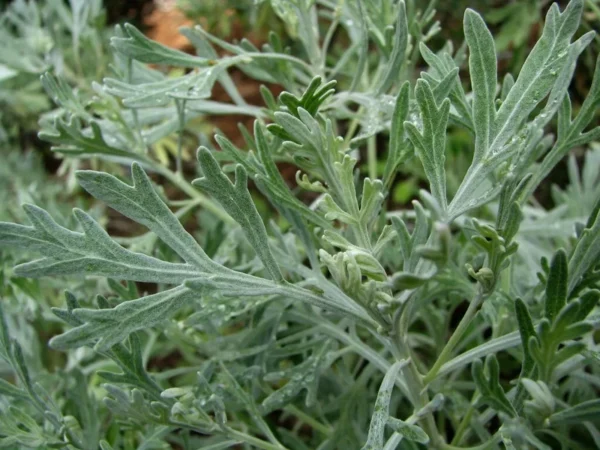 Wormwood Herb Plant - Artemisia Absinthium, 1 ft Tall in 6" Pot