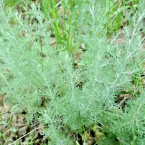Wormwood Herb Plant - Artemisia Absinthium, 1 ft Tall in 6" Pot