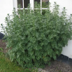 Wormwood Herb Plant - Artemisia Absinthium, 1 ft Tall in 6