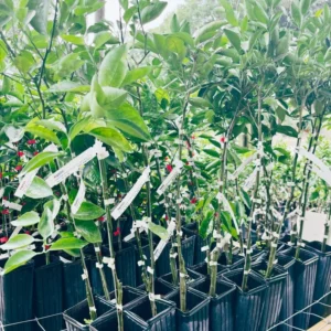 Hamlin Orange Tree - 1 Gallon Potted Citrus Tree - 2 Feet Tall - Not Ship CA