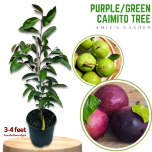 Purple Caimito Tree - 3 Gallon 3 Feet - Exotic Fruit Tree - Home Garden Ready - Not Ship CA
