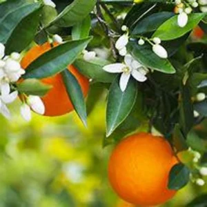 Navel Orange Tree - Live Citrus Plant - 3 Gallon - Ships with Soil - Not Ship CA