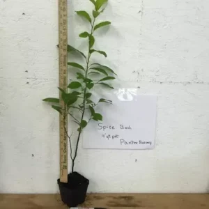 Spice Bush Plant - Pond Berry Lindera Benzoin - 6-12 Inch Qt Pot - Native Shrub