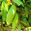 Xoai Tuong Mango Tree - Grafted Fruit Tree - 1 ft Tall - 6" Pot