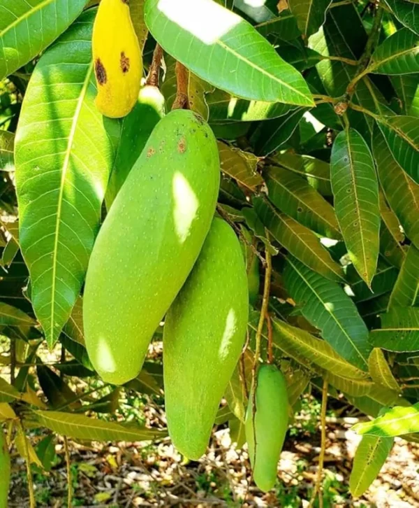 Xoai Tuong Mango Tree - Grafted Fruit Tree - 1 ft Tall - 6" Pot