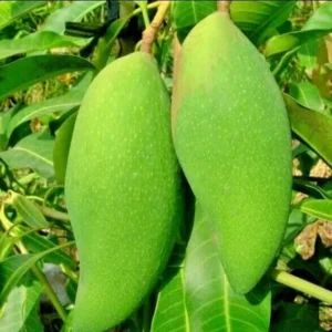 Xoai Tuong Mango Tree - Grafted Fruit Tree - 1 ft Tall - 6" Pot