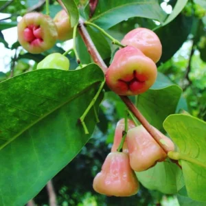 Wax Apple Tree - Syzygium Samarangense Plant - 1-2ft Java Apple Fruit Tree