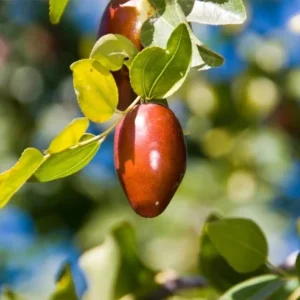 Jujube Ga 866 Tree 3-4 Ft Tall Grafted Fruit Tree 3 Gal Pot