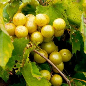 Early Fry Muscadine Grape Vine - 2 Bare Root Live Plants - 2 Year Old - 1-2ft Tall