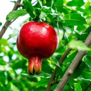 Pomegranate Tree Punica Granatum Plant - 1-2 ft Tall - 6 inch Pot