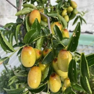 Jujube GA866 Grafted Tree - 2 Feet Tall - Ships in Pot - Fruit Tree