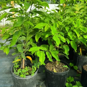 Red Sugar Apple Tree 3 Gallon 2 to 3 feet - Healthy, High Yield - Home Garden Ready - Not Ship CA