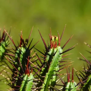 Pincushion Euphorbia Cactus - 2.5 inch Potted Plant - Hand Picked