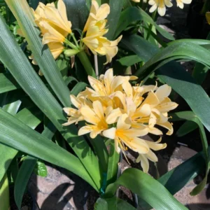 Yellow Clivia Plant Kaffir Lily - 1-2 Ft. - 6 Inch Pot