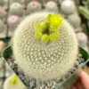Yellow Crown Cactus Plant - 4 inch Live Blooming Cactus