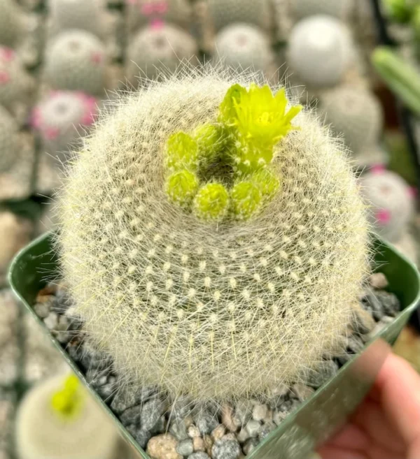 Yellow Crown Cactus Plant - 4 inch Live Blooming Cactus