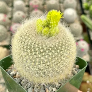 Yellow Crown Cactus Plant - 4 inch Live Blooming Cactus