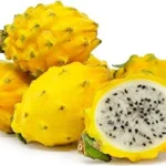 Yellow Dragon Fruit Plant Selenicereus Megalanthus Pitaya Plant - 1 Feet Tall - 6 inch Pot