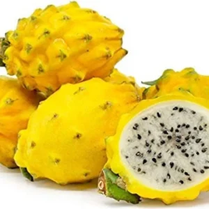 Yellow Dragon Fruit Plant Selenicereus Megalanthus Pitaya Plant - 1 Feet Tall - 6 inch Pot